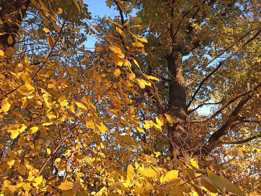 a tree with yellow leaves and a blue sky in the background