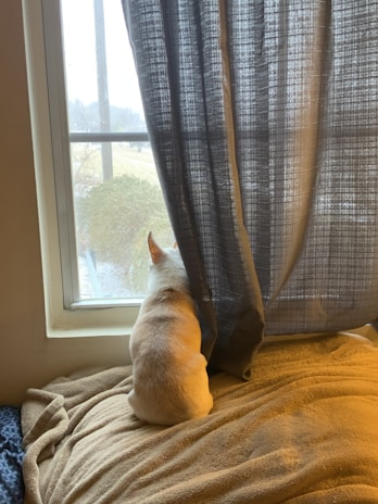 A happy small dog sitting on a cozy apartment sofa with cityscape visible through the window