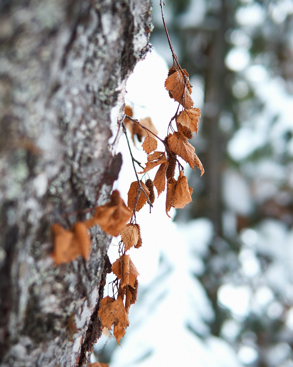 a close up of a tree with leaves on it