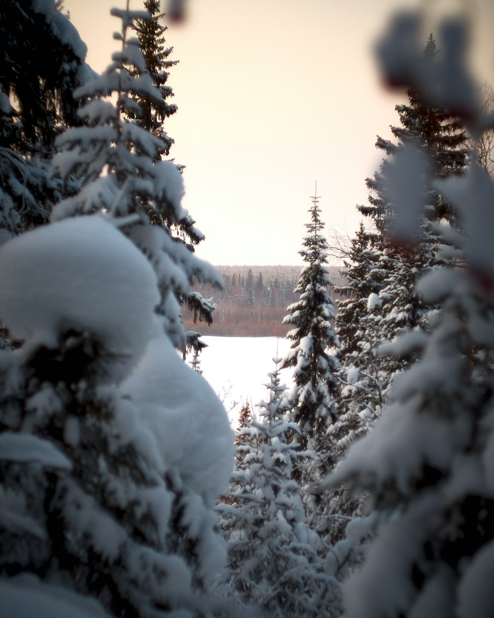 a snow covered forest with a lake in the distance