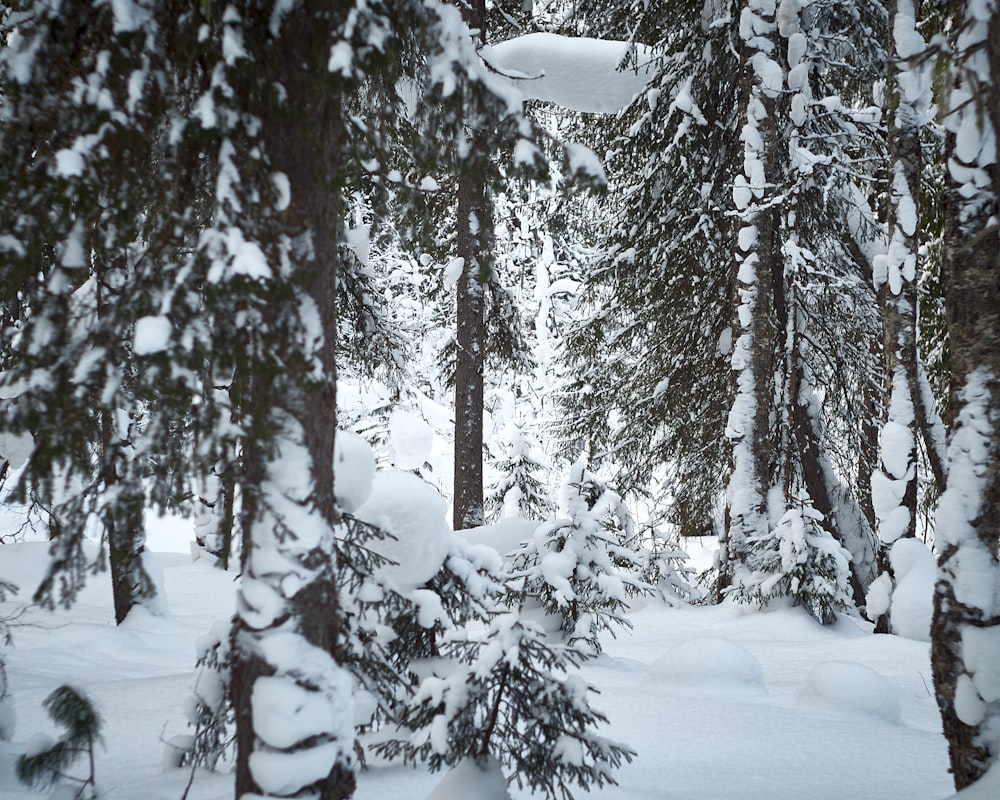 Eine Person, die mit einem Snowboard einen schneebedeckten Hang hinunterfährt