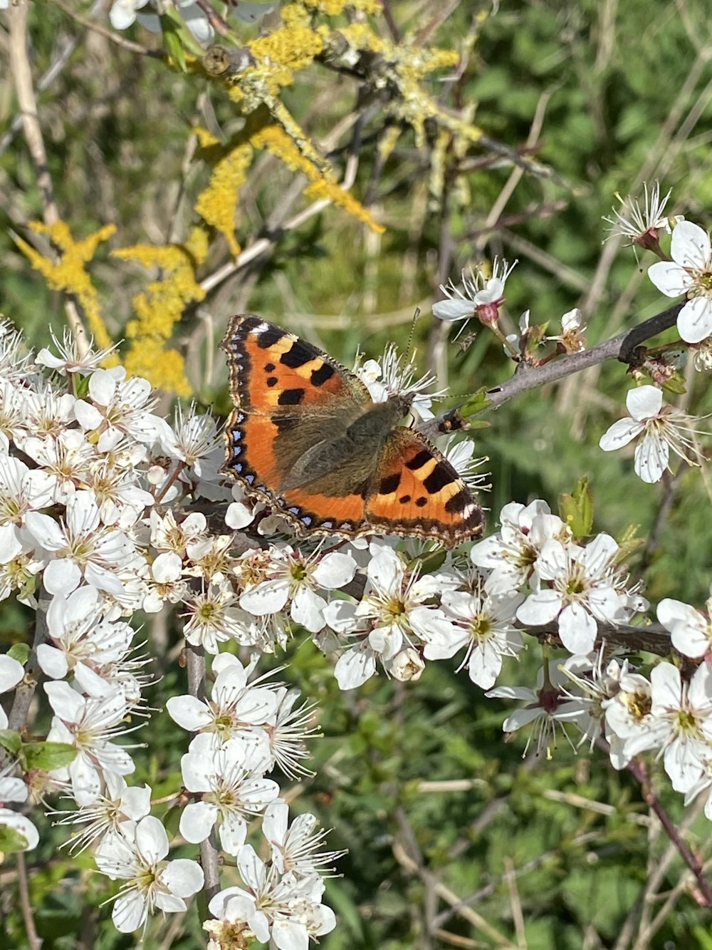 Ein Schmetterling sitzt auf einer weißen Blume