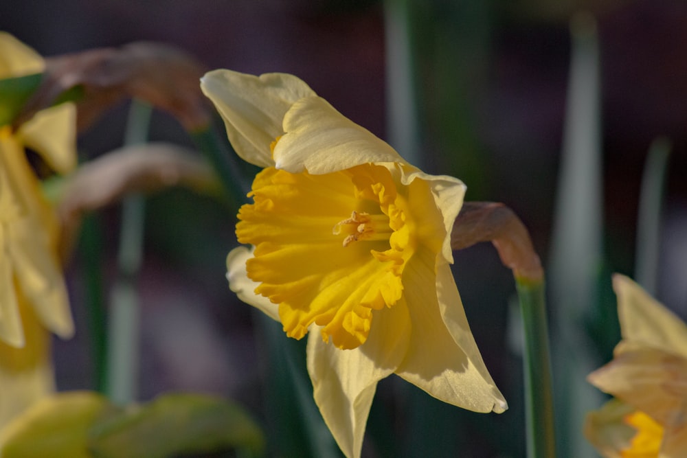 a close up of a bunch of yellow flowers