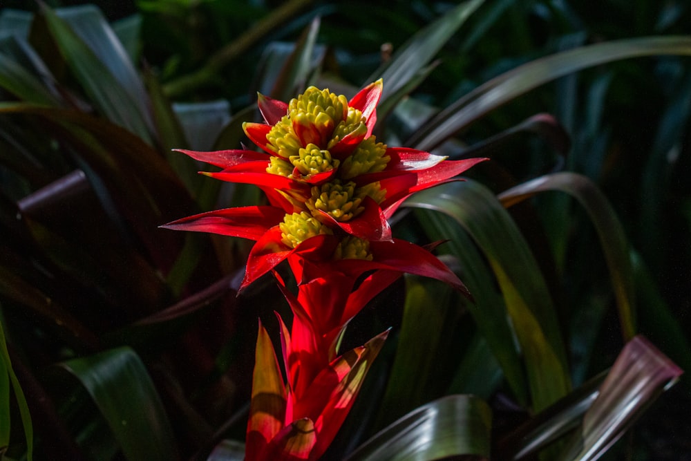 a close up of a red flower with green leaves in the background