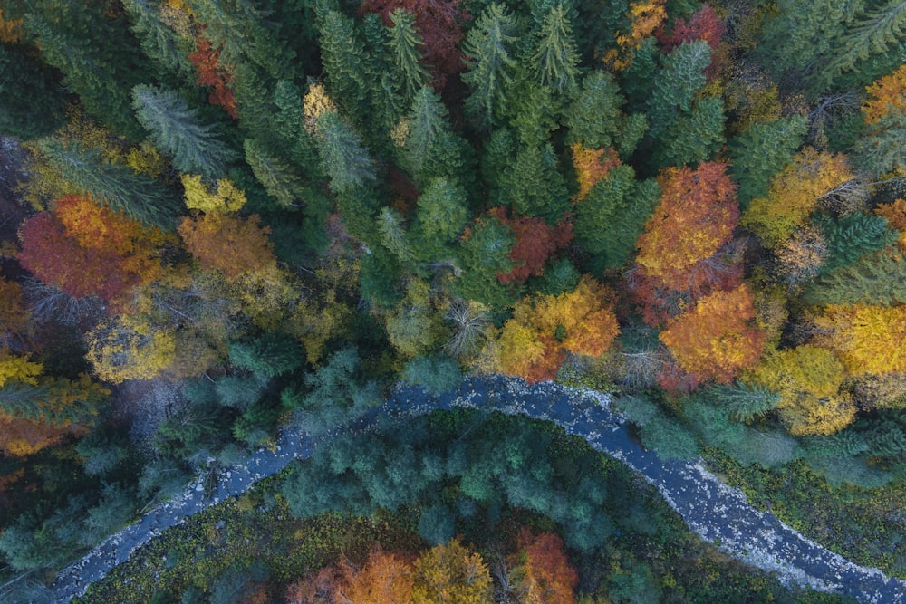 an aerial view of a river running through a forest