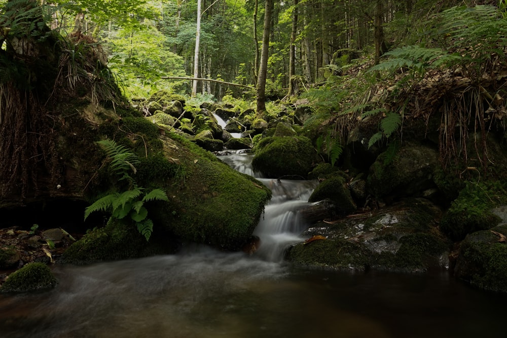 a stream running through a lush green forest