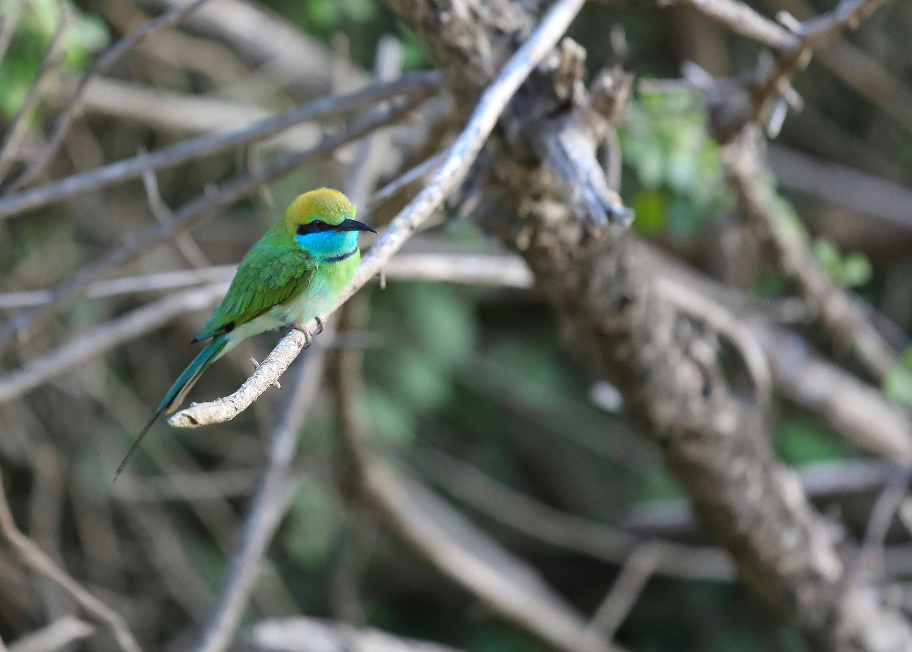 Photo by abeersethia