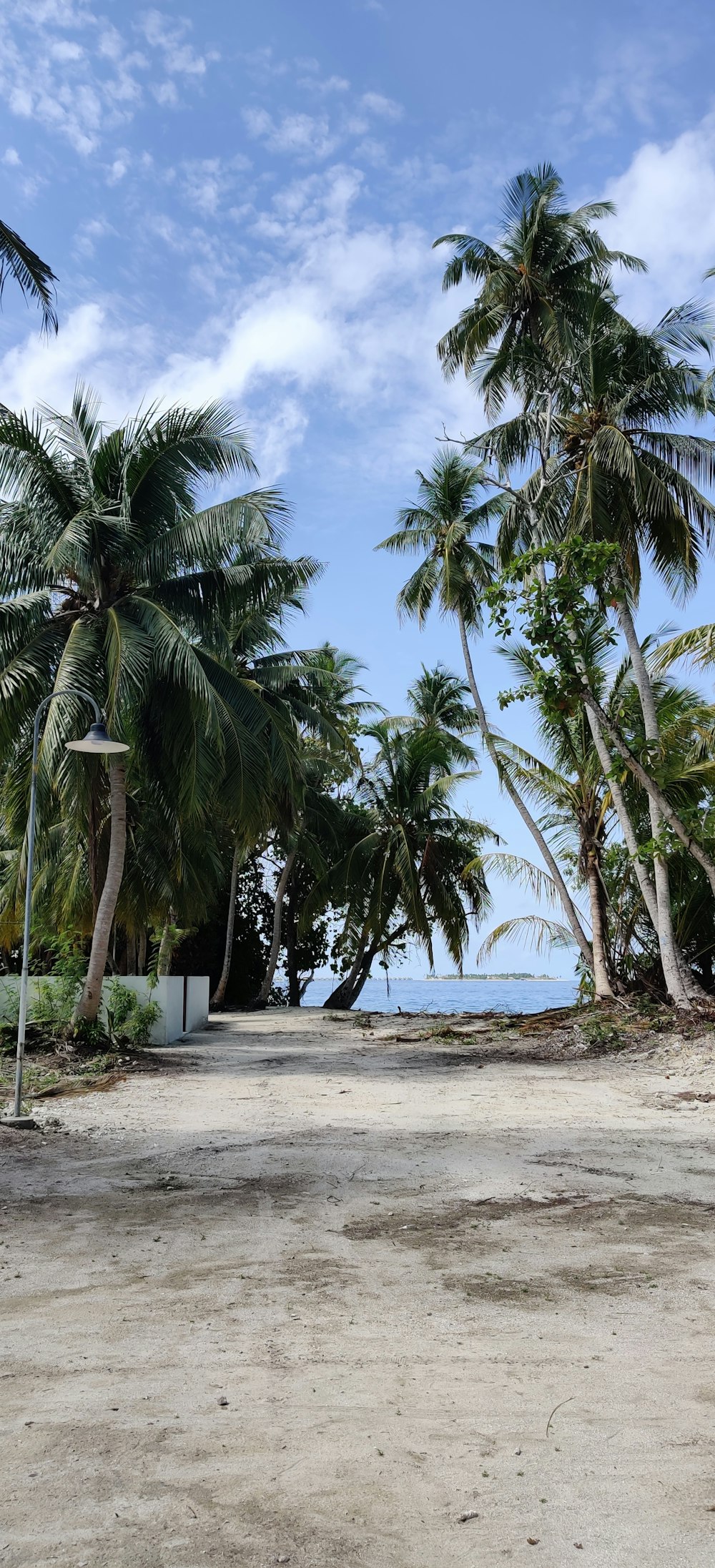 a sandy beach with palm trees and the ocean in the background