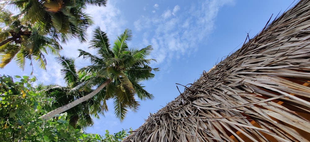 a view of a palm tree with a blue sky in the background