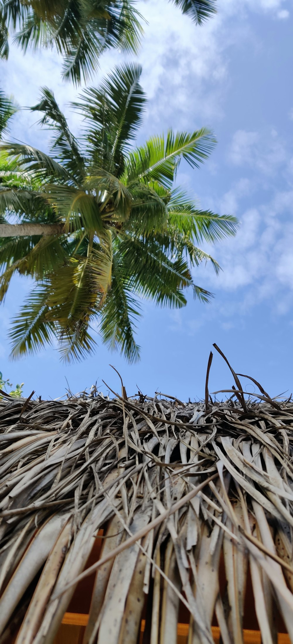 a close up of a palm tree with a blue sky in the background