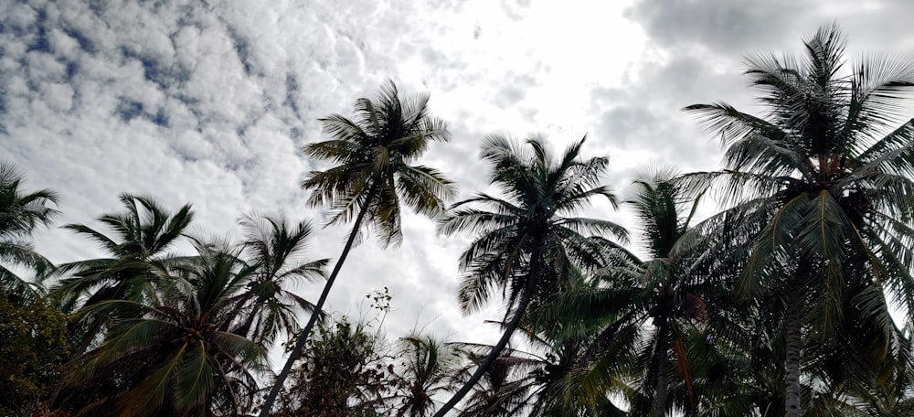 a group of palm trees with a cloudy sky in the background