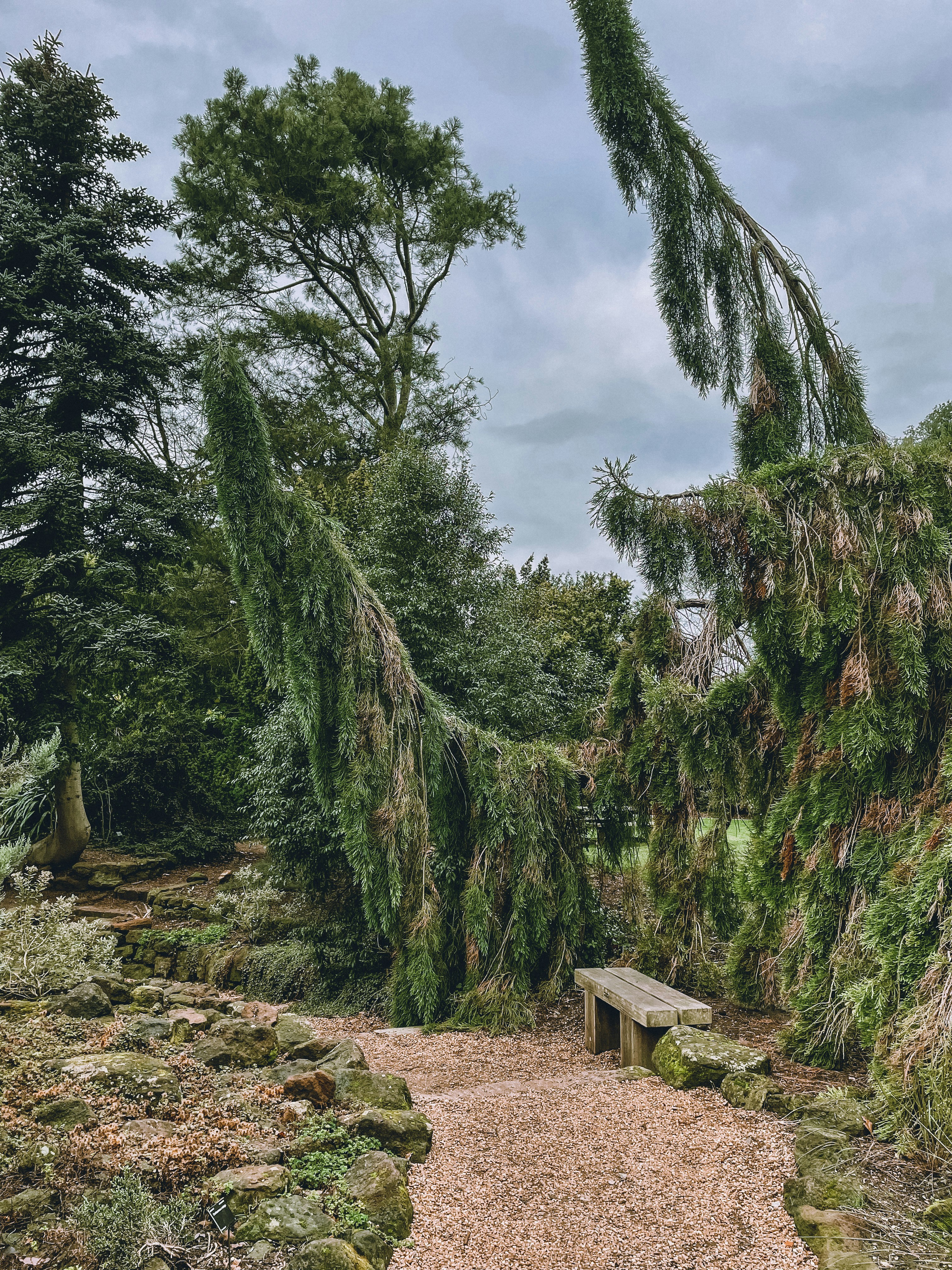 Un banco de madera sentado en medio de un bosque