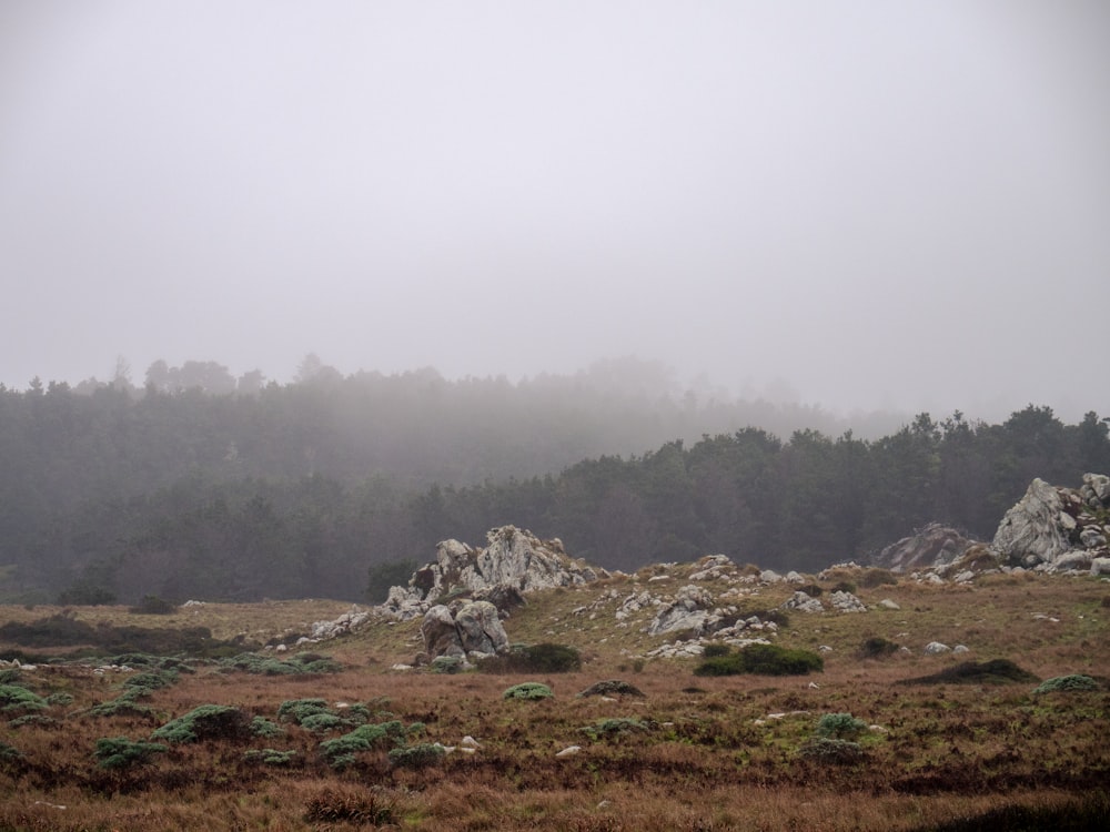 a grassy field with rocks and trees in the background