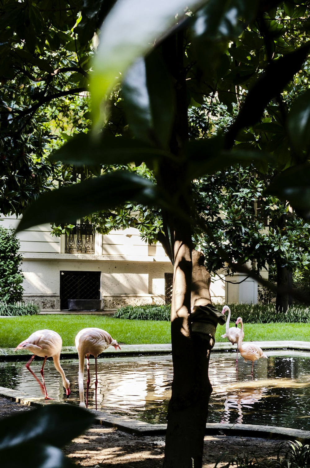 a group of flamingos standing around a pond of water