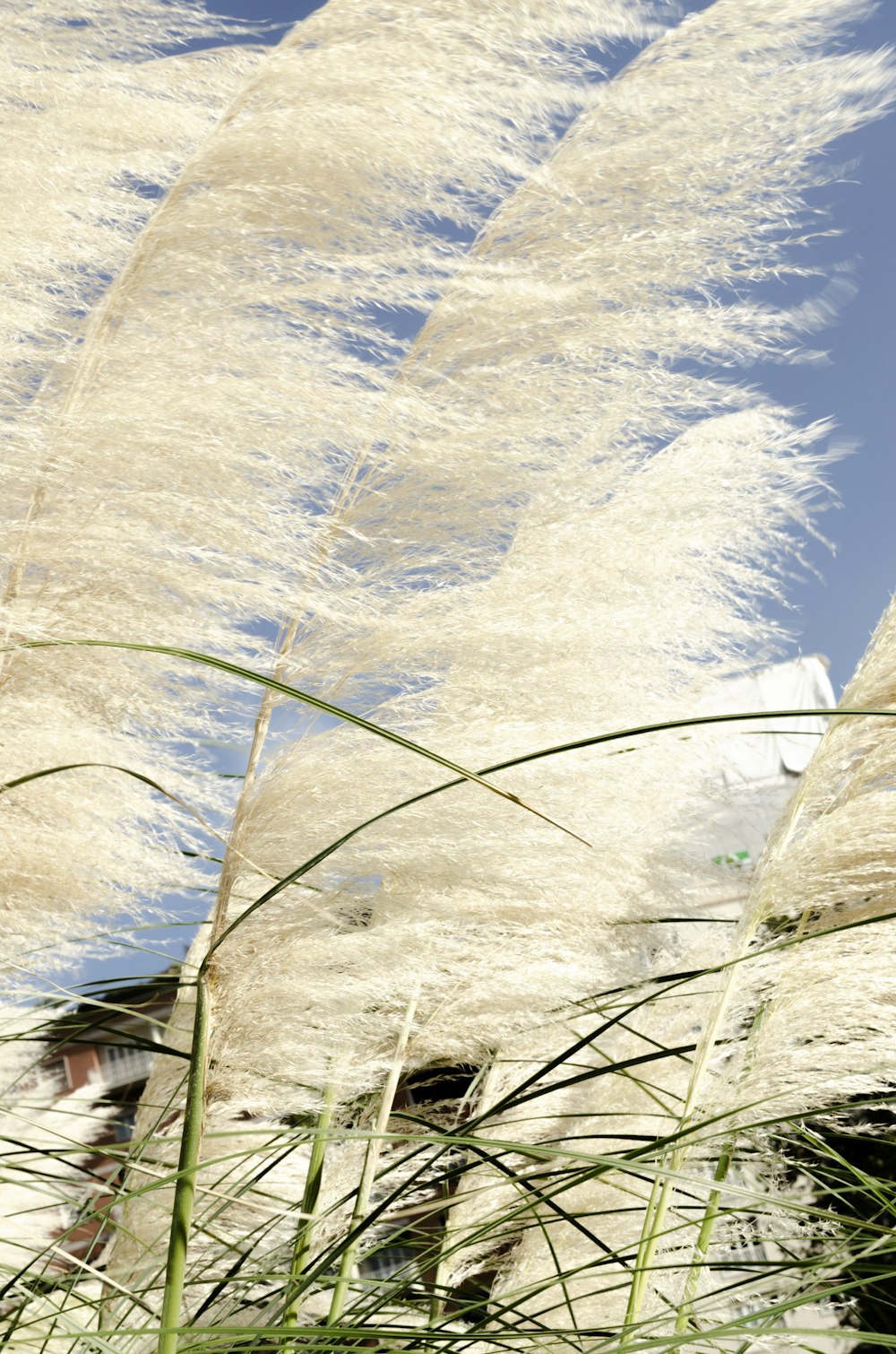 a bunch of white grass blowing in the wind