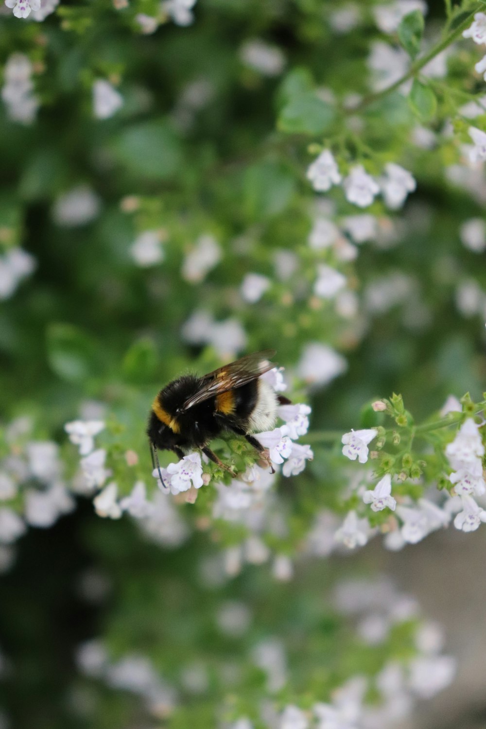 a bee sitting on top of a white flower