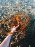 A hand is holding up a bundle of long, flowing seaweed in clear, shallow water. The strands of seaweed are brownish-orange and contrast with the blue and gray pebbles visible on the waterbed. Sunlight creates a pattern of ripples and reflections on the water surface.