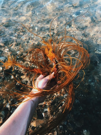 A hand is holding up a bundle of long, flowing seaweed in clear, shallow water. The strands of seaweed are brownish-orange and contrast with the blue and gray pebbles visible on the waterbed. Sunlight creates a pattern of ripples and reflections on the water surface.