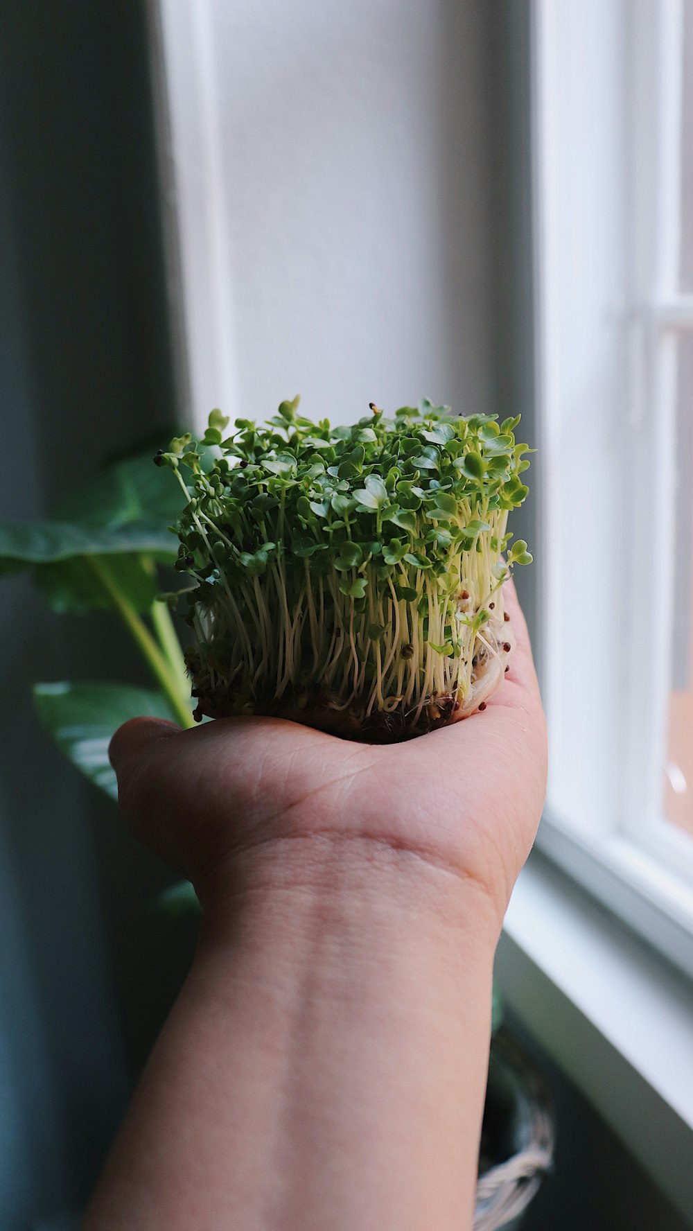 a person holding a plant in their hand