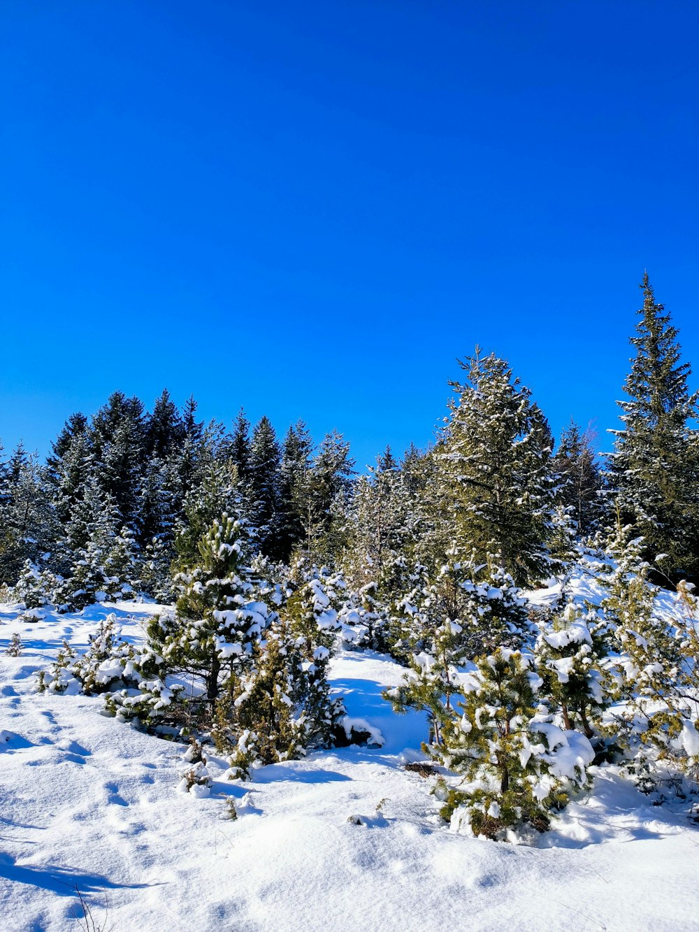 a group of trees covered in snow on a sunny day