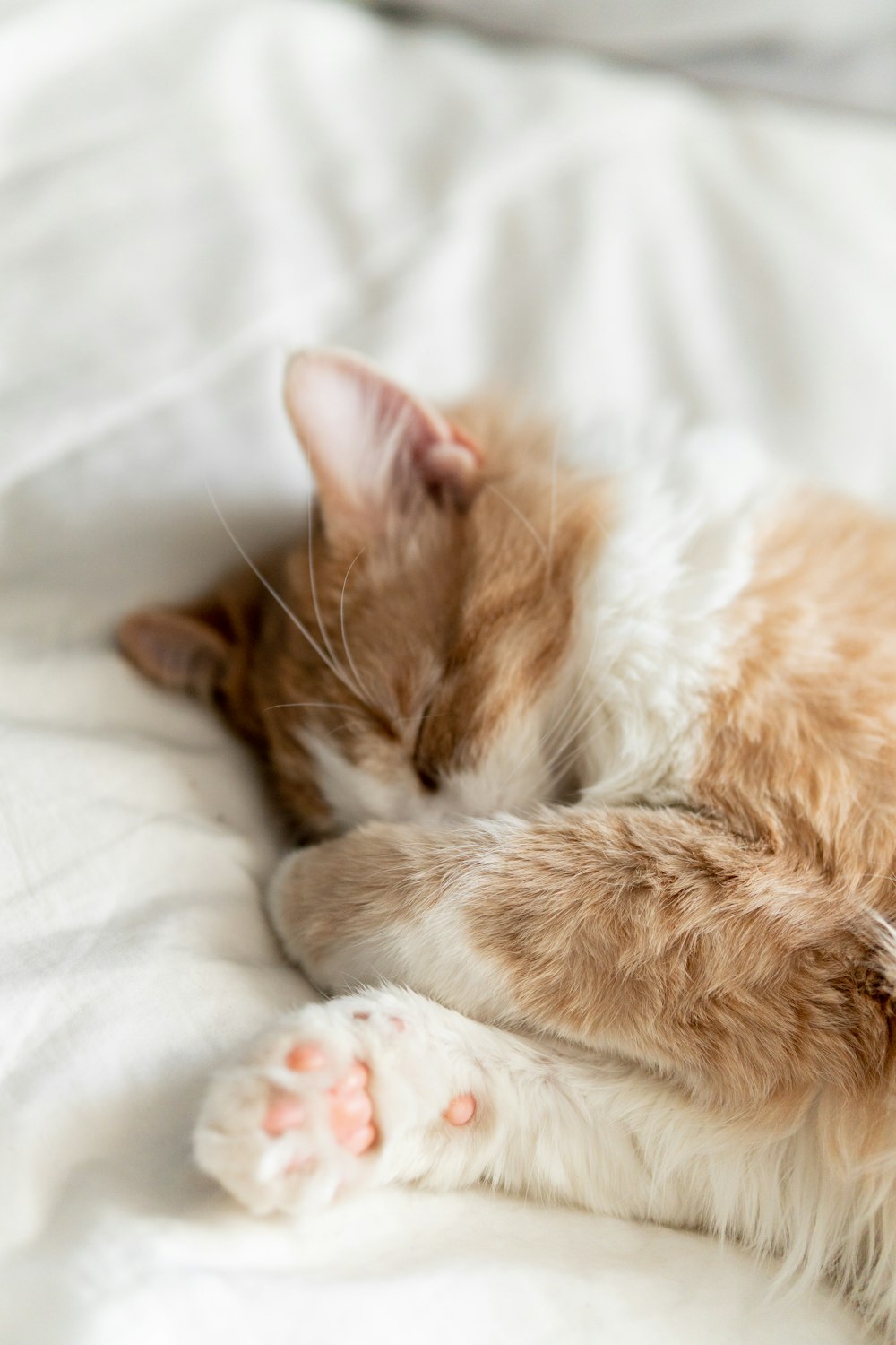 an orange and white cat sleeping on a bed