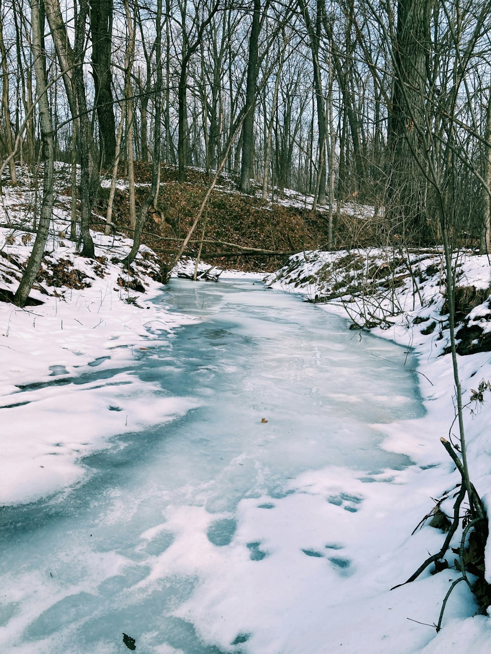 木々と雪に囲まれた凍った川