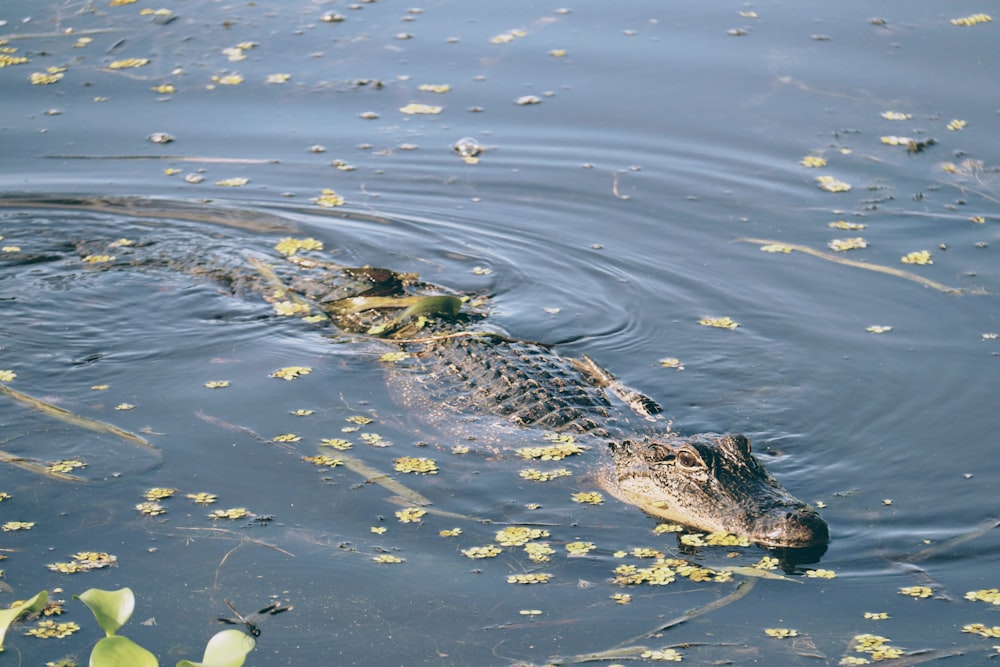 a large alligator swimming in a body of water