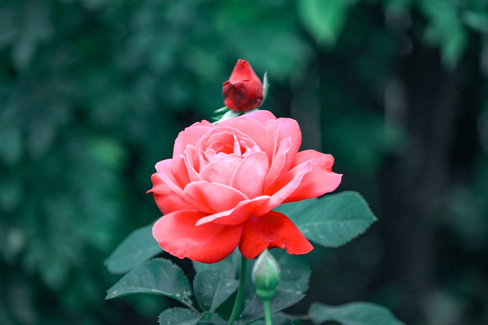 a red rose with a green background