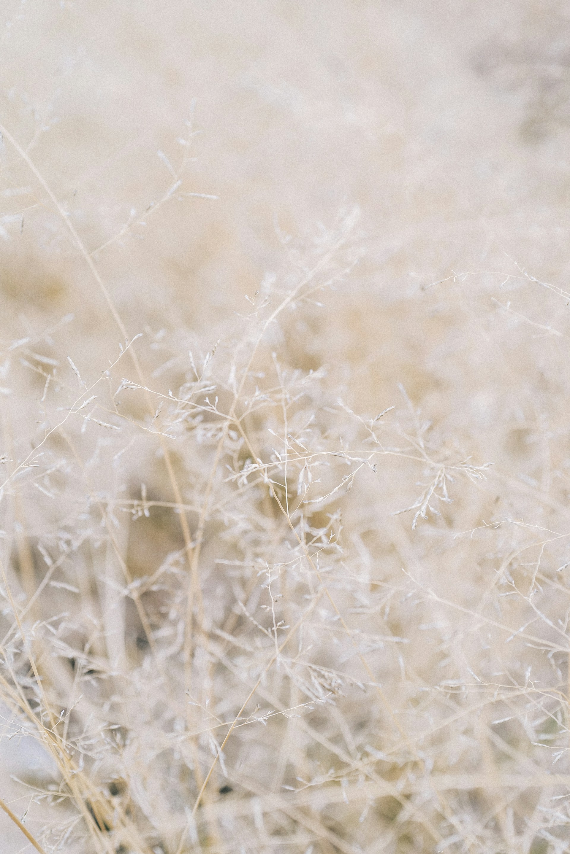 a close up of a plant in a field