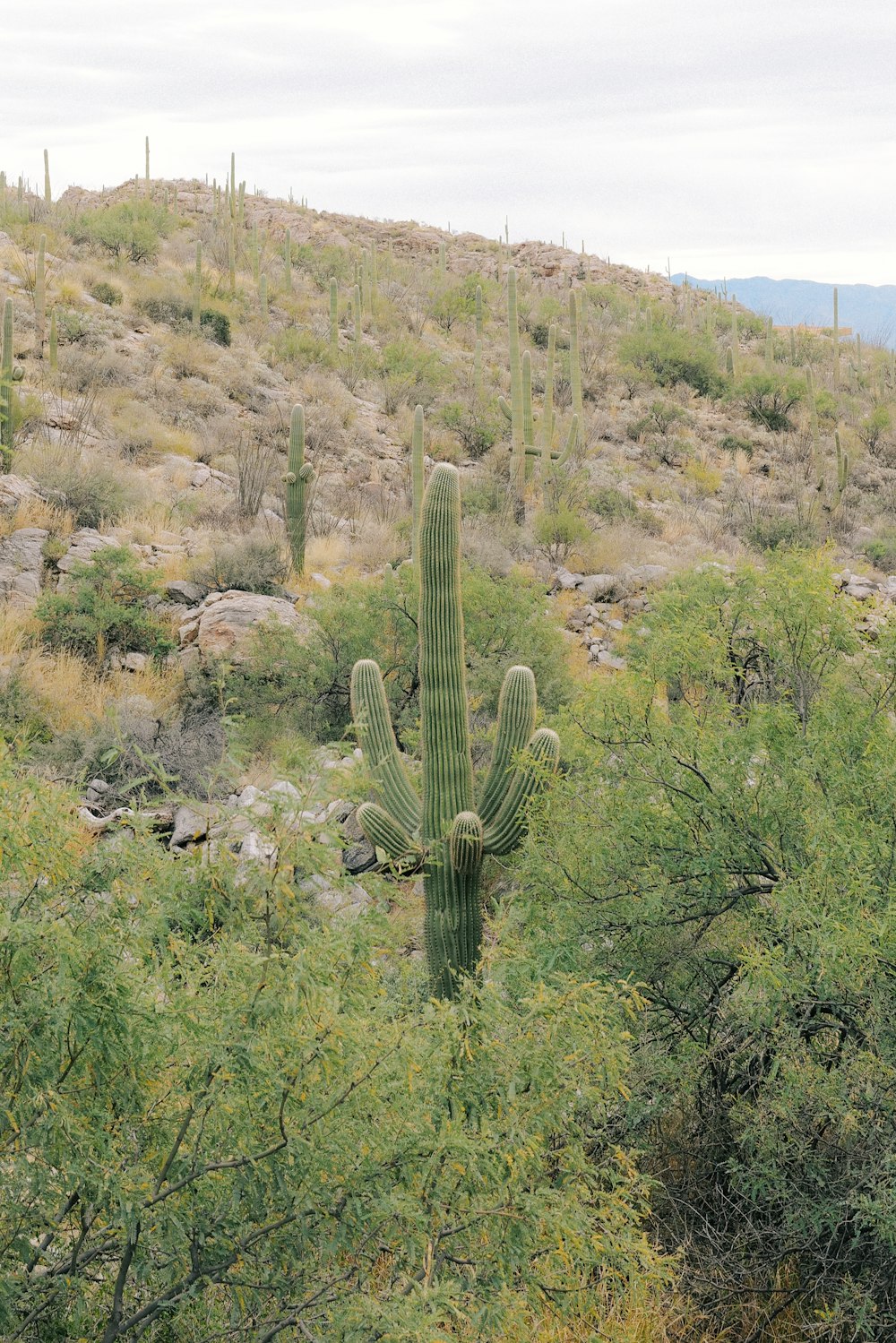 a large cactus in the middle of a field