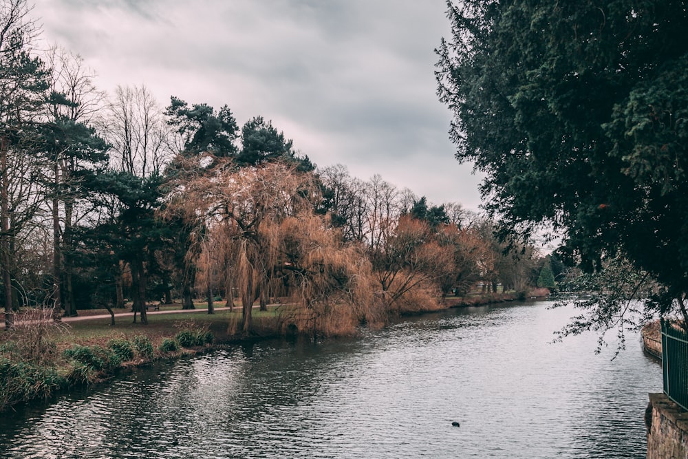 a body of water surrounded by trees and grass