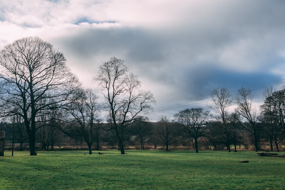 a grassy field with trees in the background