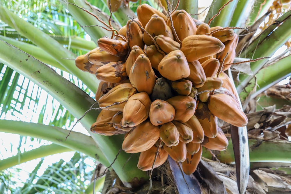 a close up of a bunch of fruit on a tree