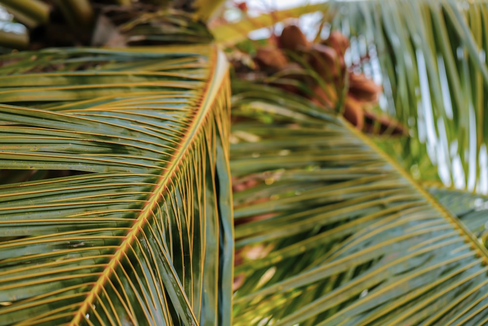 a close up of a palm tree's leaves