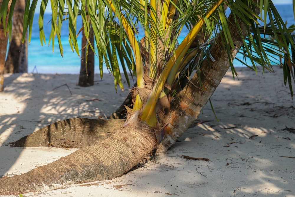 a palm tree on a sandy beach with blue water in the background