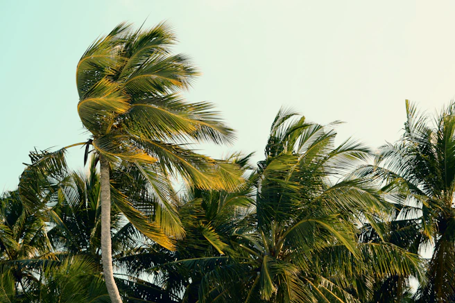 Florida palm trees blowing in the wind on a sunny day