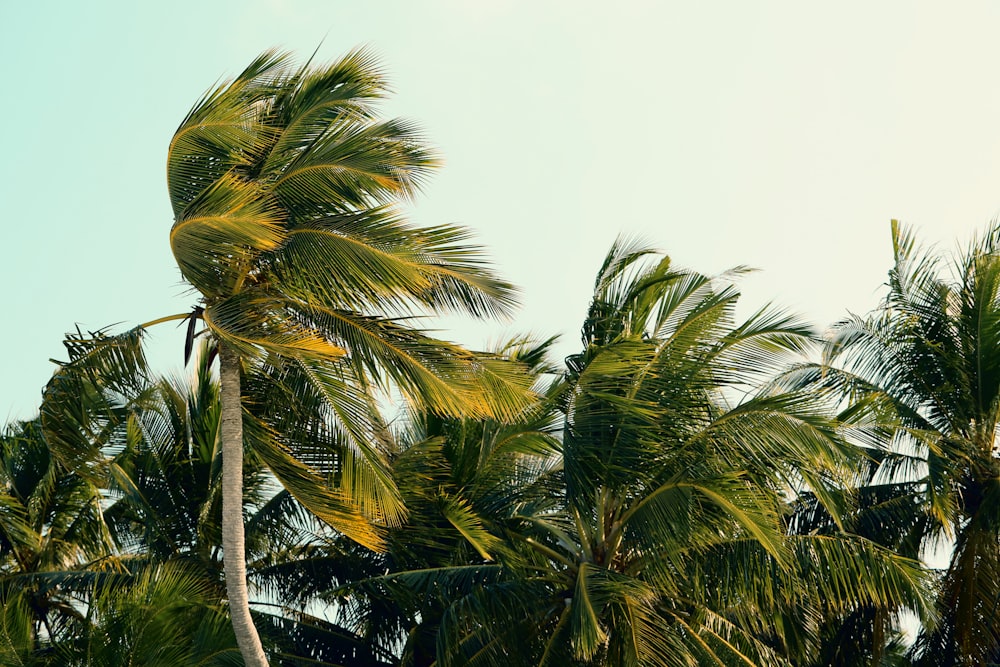 palm trees blowing in the wind on a sunny day