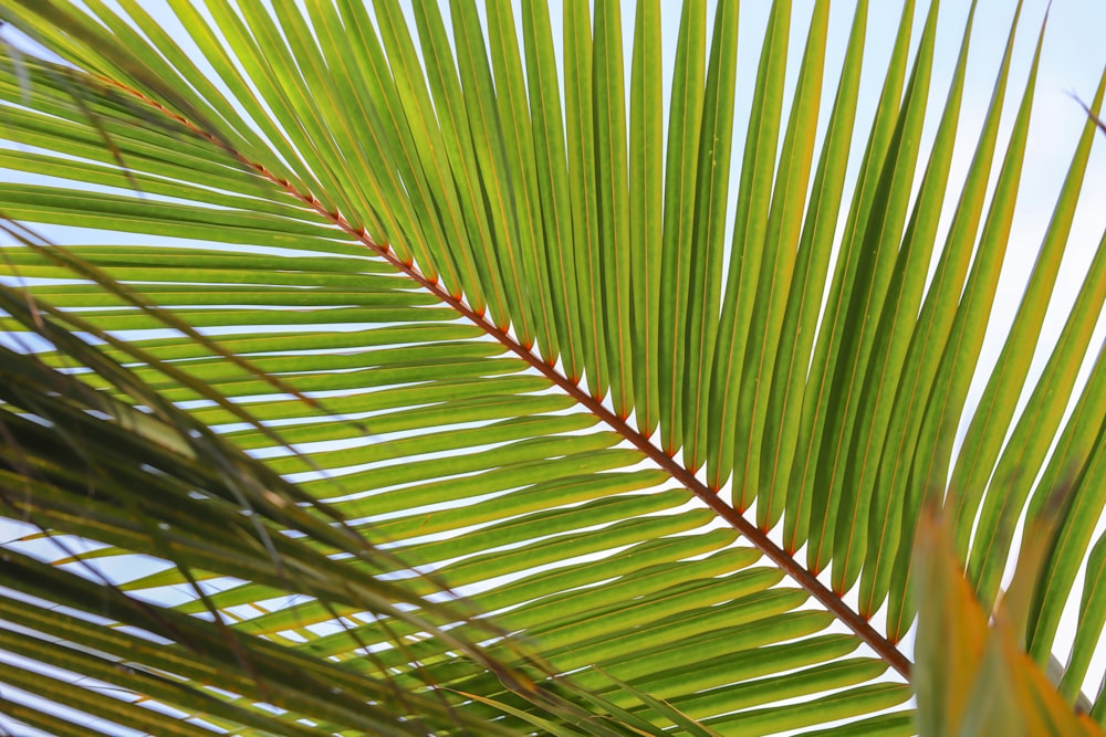 a close up of a palm tree leaf