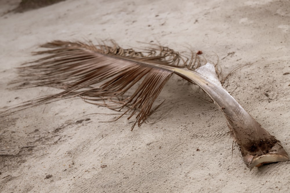 a dead bird's tail laying on the sand