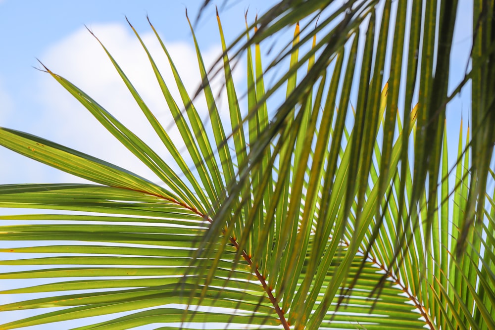 a close up view of a palm tree's leaves
