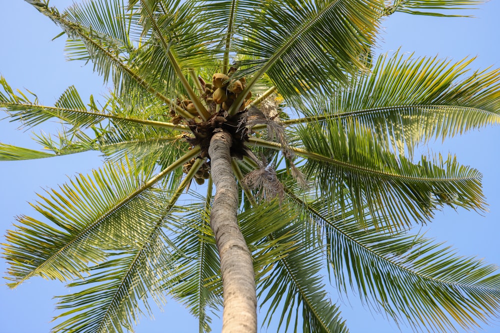 a tall palm tree with a blue sky in the background