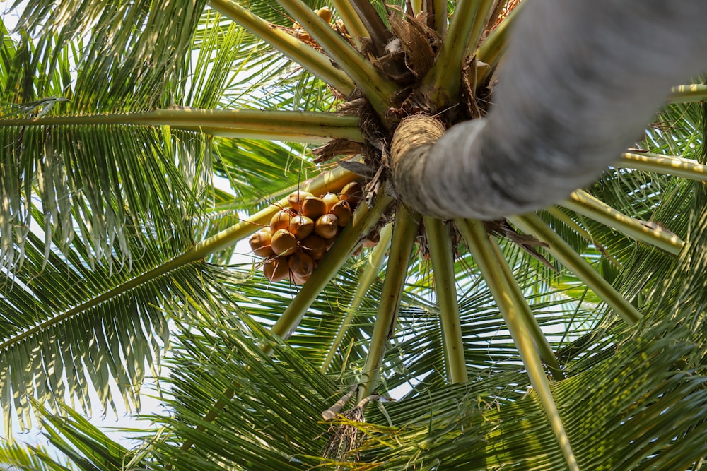 a close up of a palm tree with lots of leaves