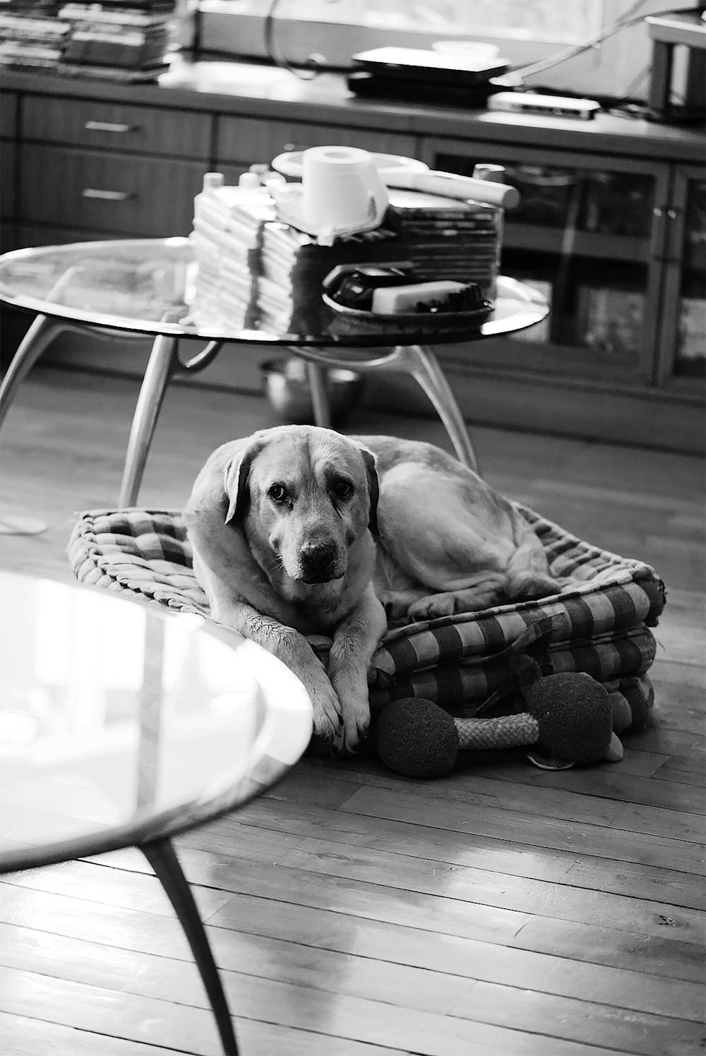 a dog laying on a bed in a living room