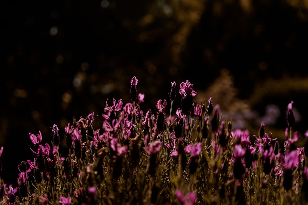 a bunch of flowers that are in the grass