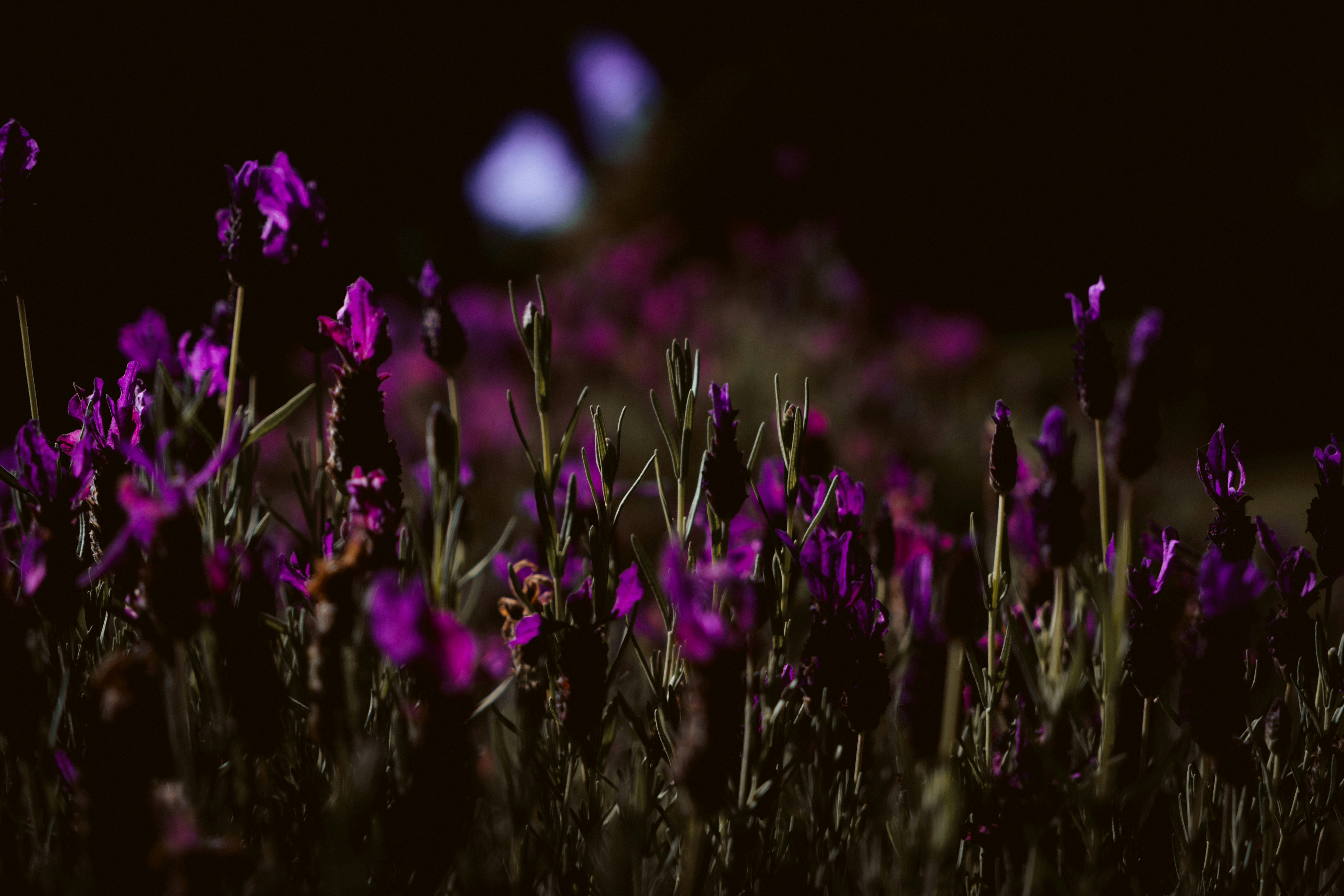 Photo by rodlong