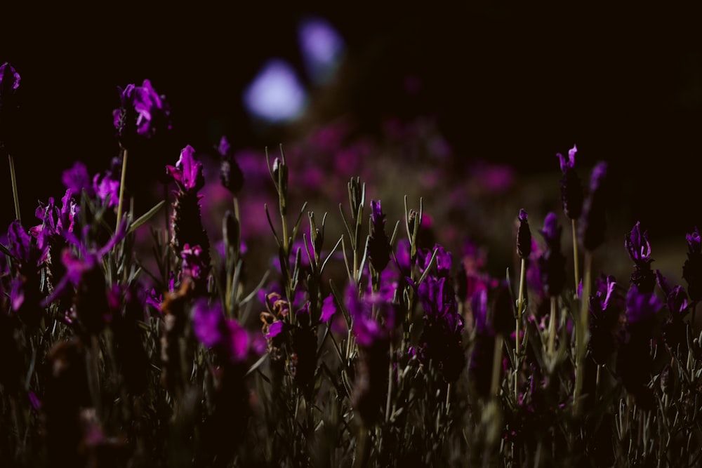 a field of purple flowers in the dark