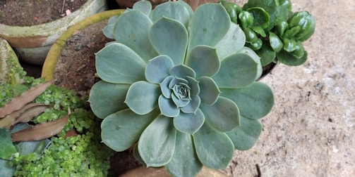 A close-up of a succulent plant with broad, fleshy leaves arranged in a rosette pattern. Surrounding the main plant are other small potted plants with varying leaf shapes and textures. The background consists of a mix of soil and concrete surface, providing a natural setting.