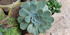 A close-up of a succulent plant with broad, fleshy leaves arranged in a rosette pattern. Surrounding the main plant are other small potted plants with varying leaf shapes and textures. The background consists of a mix of soil and concrete surface, providing a natural setting.