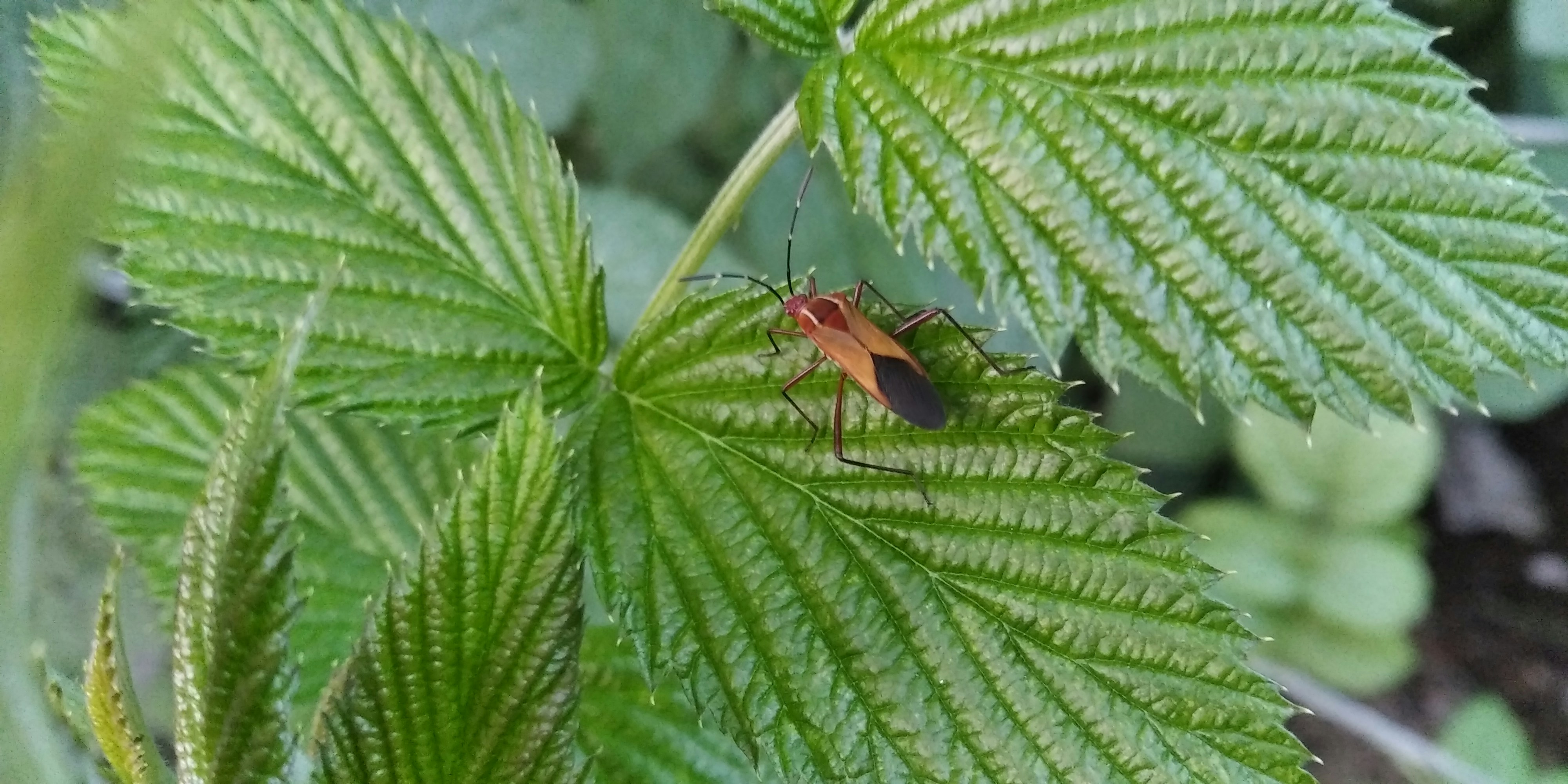 A bug is sitting on a green leaf photo – Free Plant Image on Unsplash