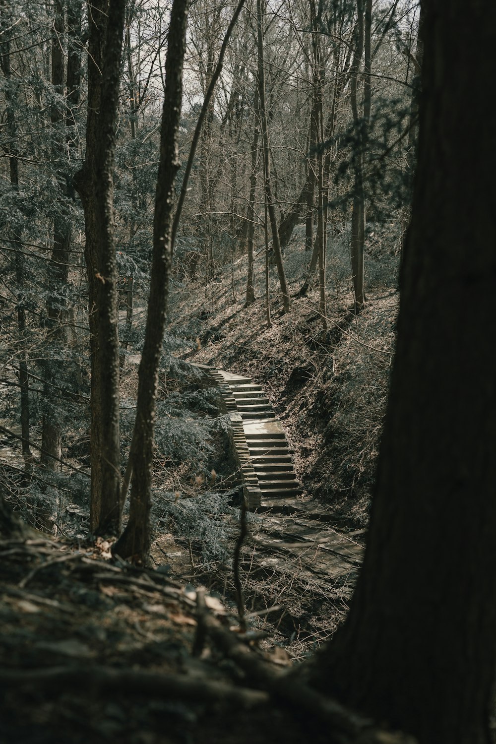 a set of stairs in the middle of a forest